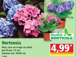 Norma Hortensia offre