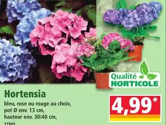 Norma Hortensia offre