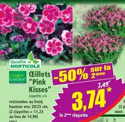 Norma Ceillets pink kisses offre