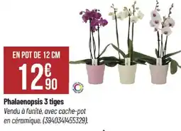 Bricorama Phalaenopsis 3 tiges offre
