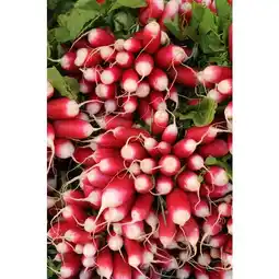Carrefour Radis rose botte offre