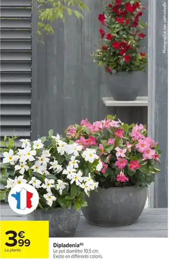 Carrefour Market Dipladenia offre