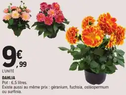 E.Leclerc Dahlia offre
