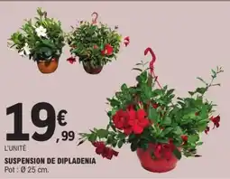 E.Leclerc Suspension de dipladenia offre