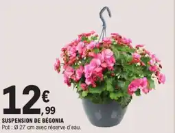 E.Leclerc Suspension de bégonia offre