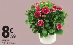 E.Leclerc Dahlia offre