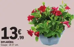 E.Leclerc Dipladénia offre