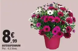 E.Leclerc Osteospermum offre