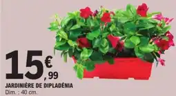 E.Leclerc Jardinière de dipladénia offre