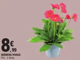 E.Leclerc Gerbera vivace offre