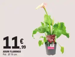 E.Leclerc Arum flamingo offre