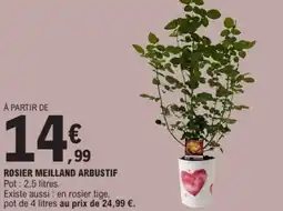 E.Leclerc Rosier meilland arbustif offre