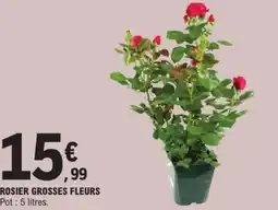 E.Leclerc Rosier grosses fleurs offre