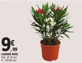 E.Leclerc Laurier rose offre