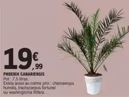 E.Leclerc Phoenix canariensis offre