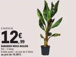 E.Leclerc Bananier musa basjoo offre