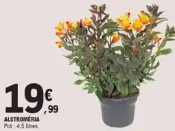 E.Leclerc Alstroméria offre