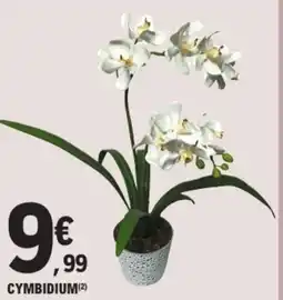E.Leclerc Cymbidium offre