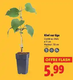 Lidl Kiwi sur tige offre