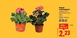 Lidl Bégonia ou pelargonium offre