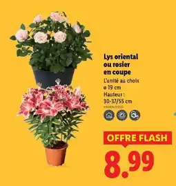 Lidl Lys oriental ou rosier en coupe offre
