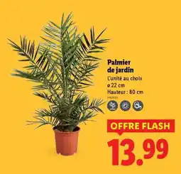 Lidl Palmier de jardin offre
