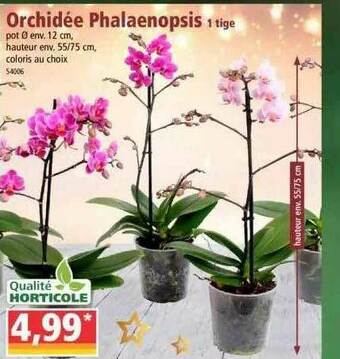 Norma Orchidée Phalaenopsis offre