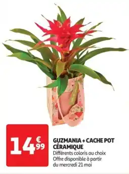 Auchan Drive Guzmania + cache pot céramique offre