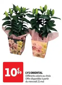 Lys oriental