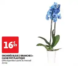 Orchidée bleue 2 branches + cache pot plastique