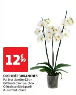 Orchidée 3 branches