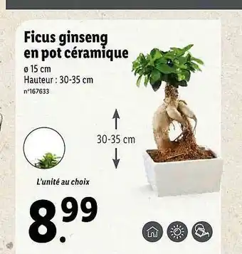 Lidl Ficus Ginseng En Pot Céramique offre