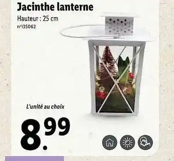 Jacinthe Lanterne