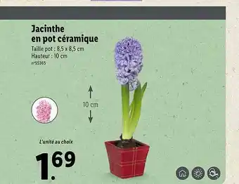 Lidl Jacinthe En Pot Céramique offre