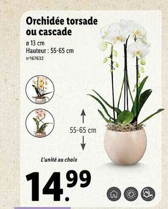 Lidl Orchidée Torsade Ou Cascade offre
