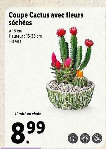 Coupe Cactus Avec Fleurs Séchées