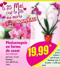 Norma Phalaenopsis en forme de coeur offre