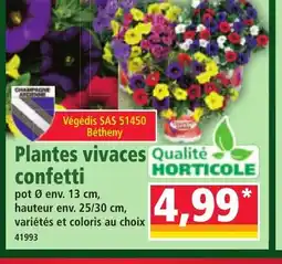 Norma Plantes vivaces confetti offre