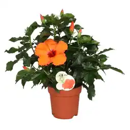 Hibiscus
