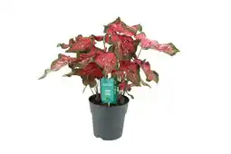 Jardiland ECLOZ Caladium ECLOZ offre