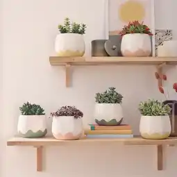Jardiland Collection de Crassula offre