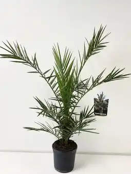 Jardiland Palmier des Canaries offre