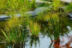 Jardiland ECLOZ Plante aquatique ECLOZ offre