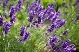 Jardiland Lavande offre