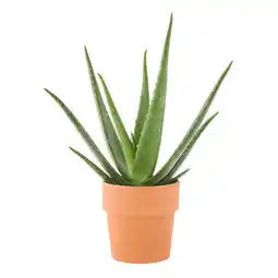 Jardiland Aloe vera offre
