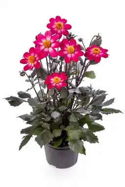 Jardiland Dahlia à fleurs simples offre