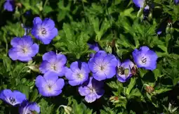 Jardiland Géranium Rozanne offre