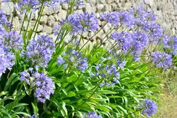 Jardiland ECLOZ Agapanthe ECLOZ offre