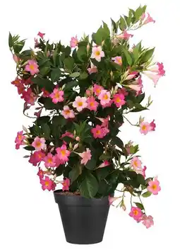 Jardiland Dipladénia espalier offre