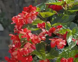 Jardiland Bégonia Dragon wings offre